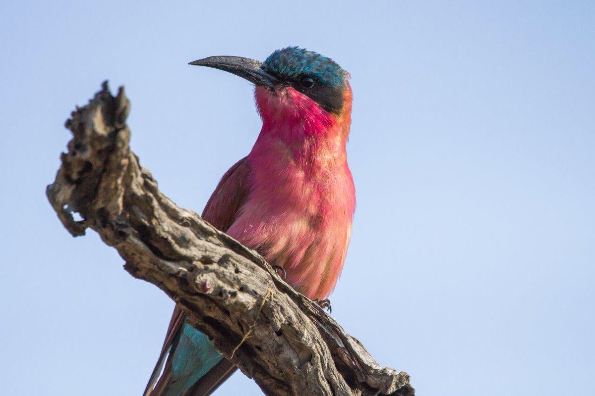 One of our summer migrant birds-A Carmine Bee-eater

#wildlife #wildlifephotography #nature #naturephotography #animal #animals #animalphotography #travel #SouthAfrica #krugerpark #photography #wilderness #africa #safari #africansafari #bestnatureshot 
#destination