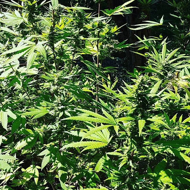 pizzatalks's tweet photo. Reposting @steppinghighfestival:
This herb is sacred
#SteppingHigh #ElevatingMinds #ganja #weed #marijuana #kush #cannabis #Negril #Jamaica https://t.co/30p13WIVyg