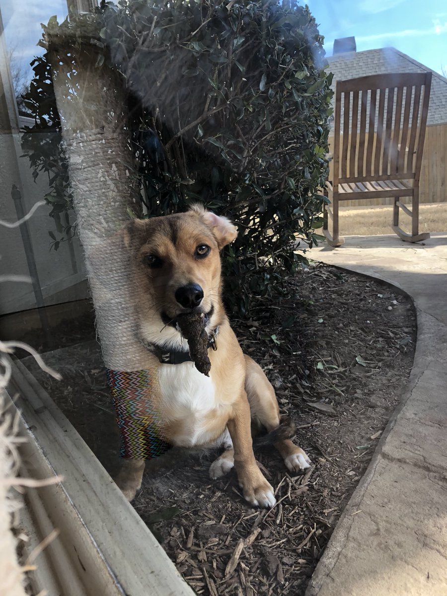 Shentges6's tweet photo. The face of someone who isn’t quite sure why he’s not allowed in https://t.co/6MMLrGpzkv