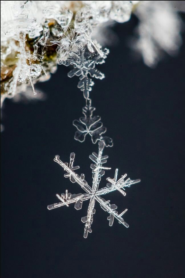 S_um_mer0's tweet photo. ❄✨❄✨❄ #WinterIsHere #wintersolstice2017 ❄✨❄✨❄ #snowflakes ❄ https://t.co/1Ll3tHHi3q