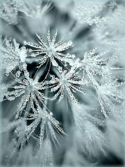S_um_mer0's tweet photo. ❄✨❄✨❄ #WinterIsHere #wintersolstice2017 ❄✨❄✨❄ #snowflakes ❄ https://t.co/1Ll3tHHi3q
