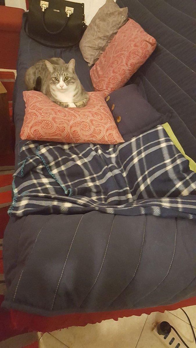 13survival's tweet photo. #gatto comodo. ..... https://t.co/UnVfGXni2q