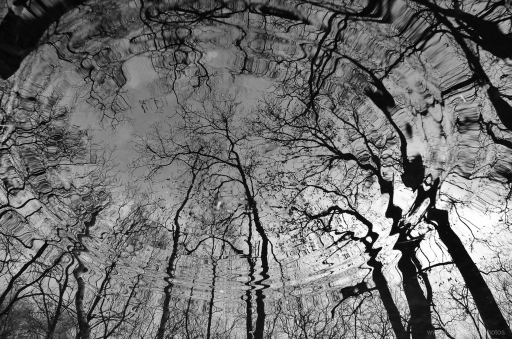 #Delamereforest #forest <a href="/theforestrycom/">Forestry Commission</a> #landscapephotography #photography #cheshire <a href="/cheshirelife/">Cheshire Life</a> #albumcover