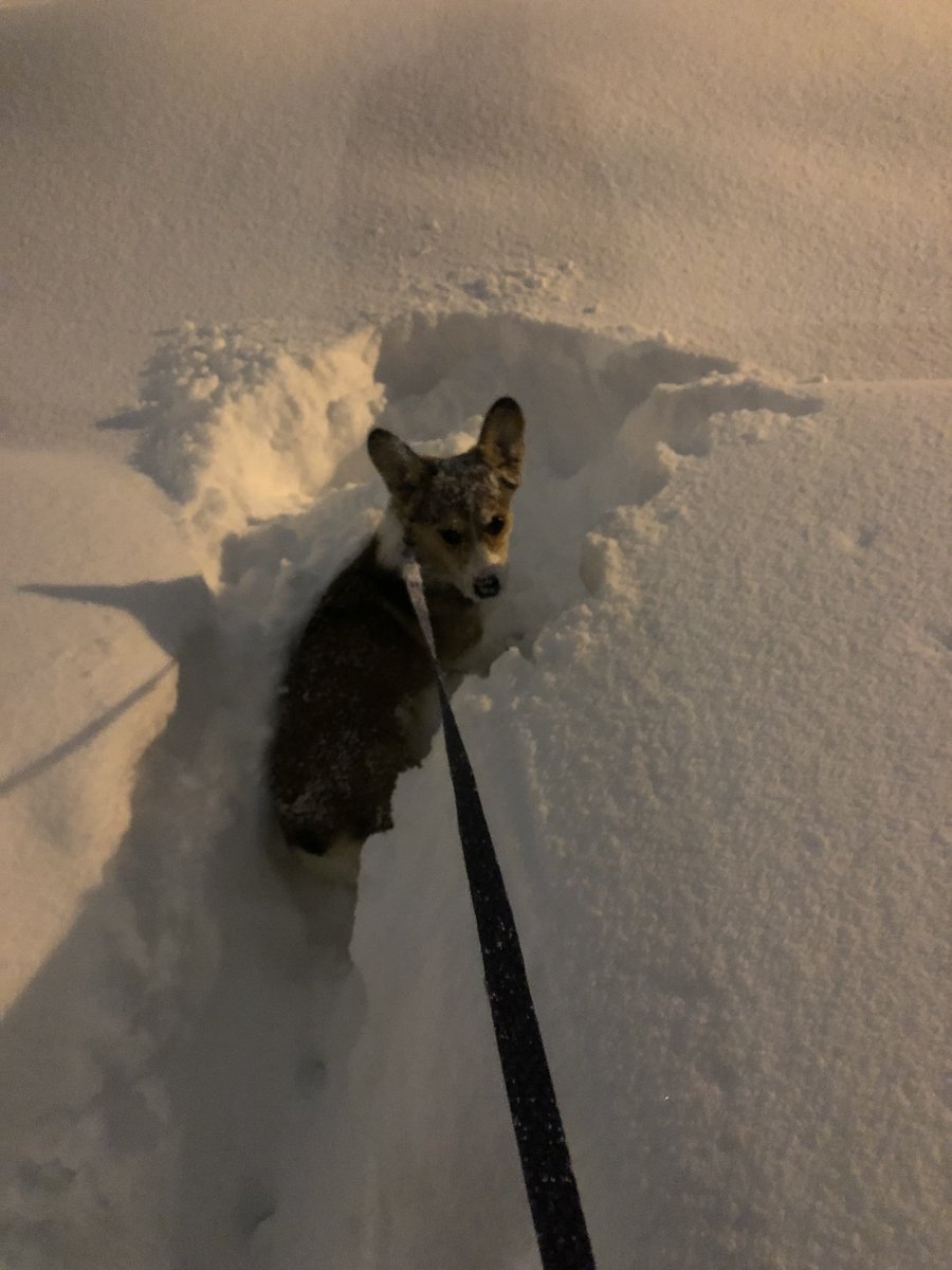 intern_winston's tweet photo. SNOW! GIVE ME ALL THE SNOW!! https://t.co/KOC01a0maW