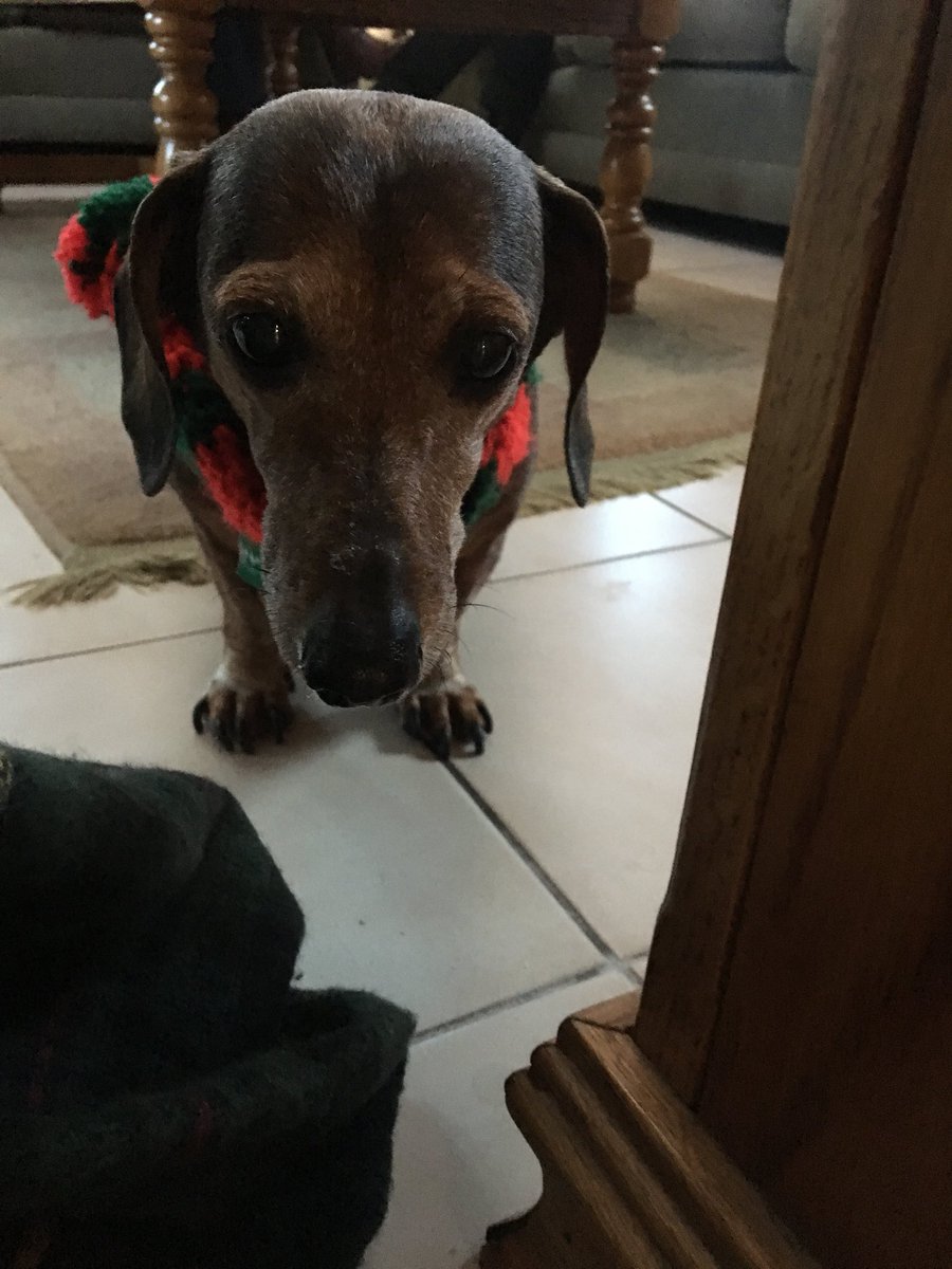 kLAperry's tweet photo. @CryptoPuppies_ Dachshund! Looks just like Coco https://t.co/WTMUhFyGKZ