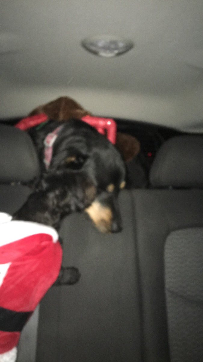 Baileemar's tweet photo. @JORSKYE it’s never too late to show off my pups https://t.co/ahC5igMGpQ