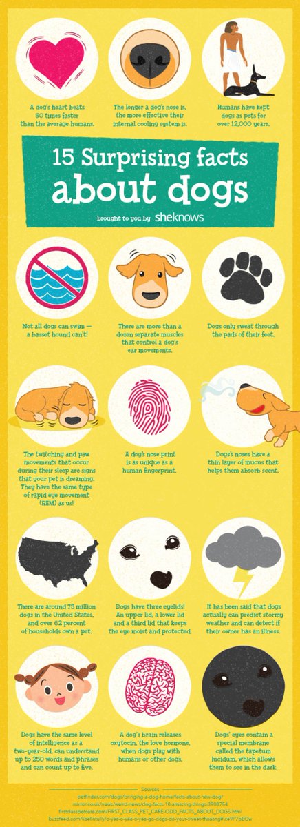 Did you know a dog’s nose print is as unique as a human fingerprint? Or that dogs’ sense of smell is 10,000 times stronger than humans? Here are some amazing #dog #facts that will make you love your pup even more! #dogfacts #dogsoftwitter #dogs #knowledgeispower