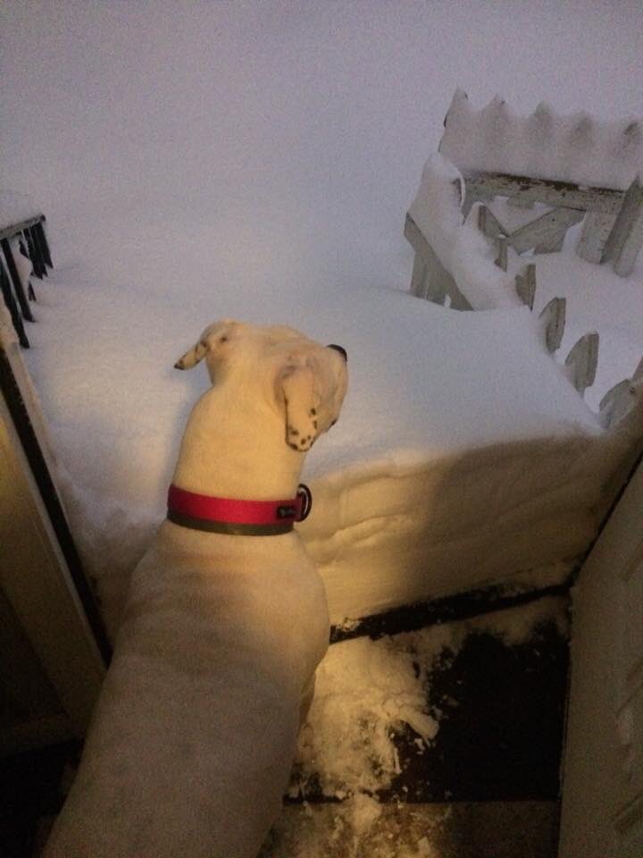 NFIEmpire's tweet photo. Mia one of our NFI Empire puppies, says NO WAY I am not going out there!
#snowpocalypse #eriepa #snowfallrecord #snowday #americanbulldog #Snowmageddon https://t.co/LUhf6f8zSd