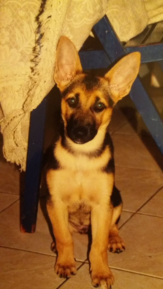 PerdidosEncont's tweet photo. Soy @lu_villar_ , la admin de esta pagina. Quien esta conmigo en las fotos es Caty mi perra, que me acompaña hace casi 15 años. El dia de hoy esta presentando problemas en sus caderitas y me gustaría conseguirle un andador, a préstamo o barato ❤😔 https://t.co/G68k44Y70n