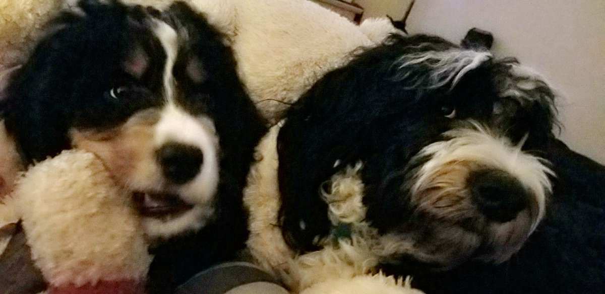 Double trouble! #bernesemountaindog #puppylove #dogsoftwitter