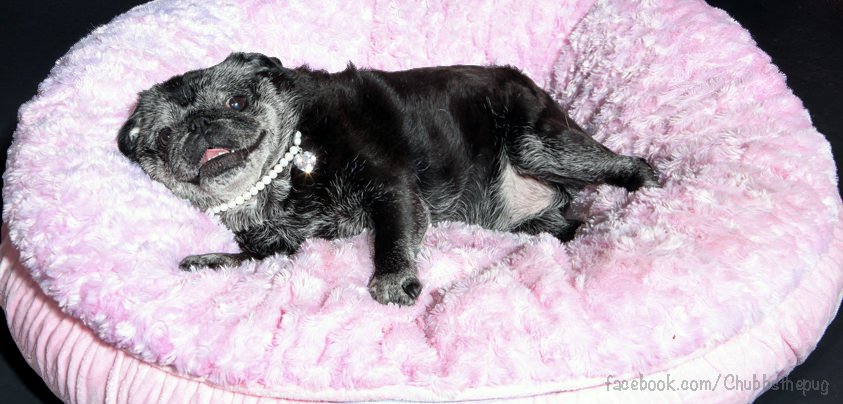 ChubbsTheWampug's tweet photo. A3 The great thing about being an angel is I can just go naked all year round! #pugchat https://t.co/7VWO9BkhCr