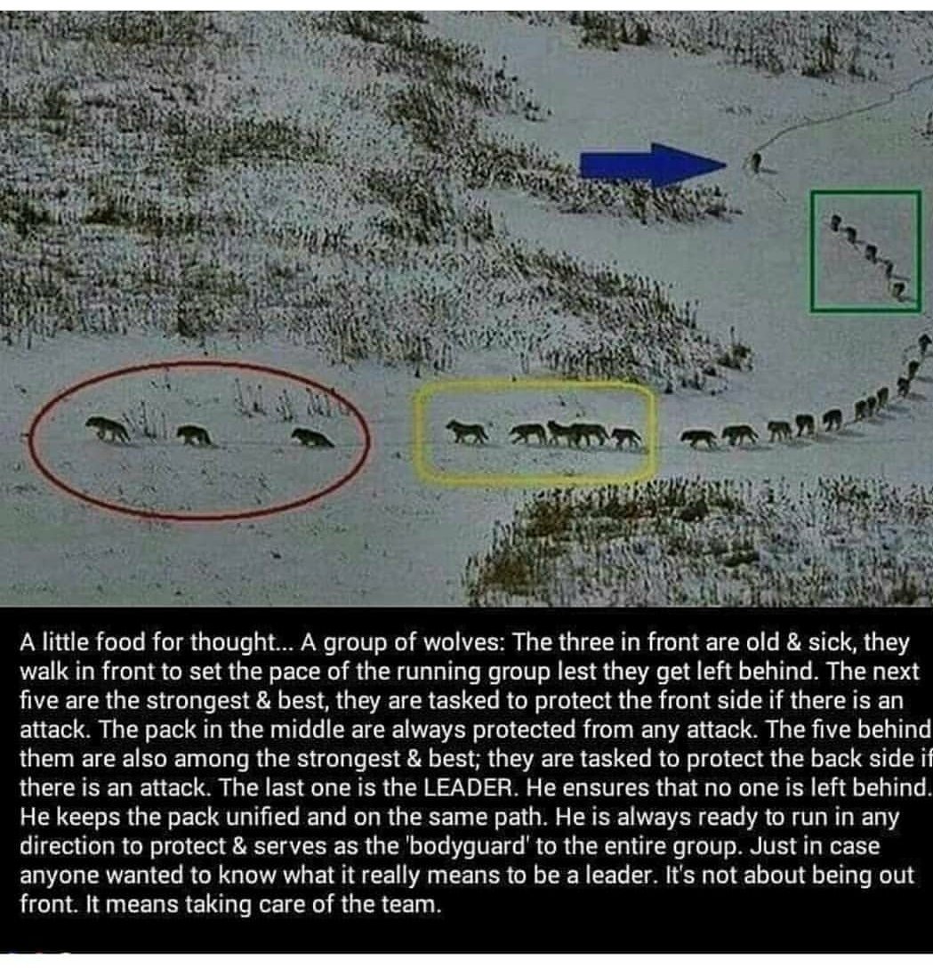 The story of the Lone Wolf. Learning leadership from Nature.