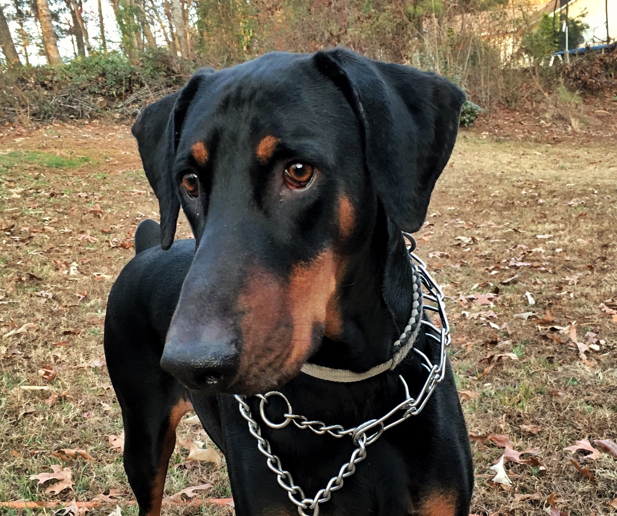 Doberman deals floppy ears