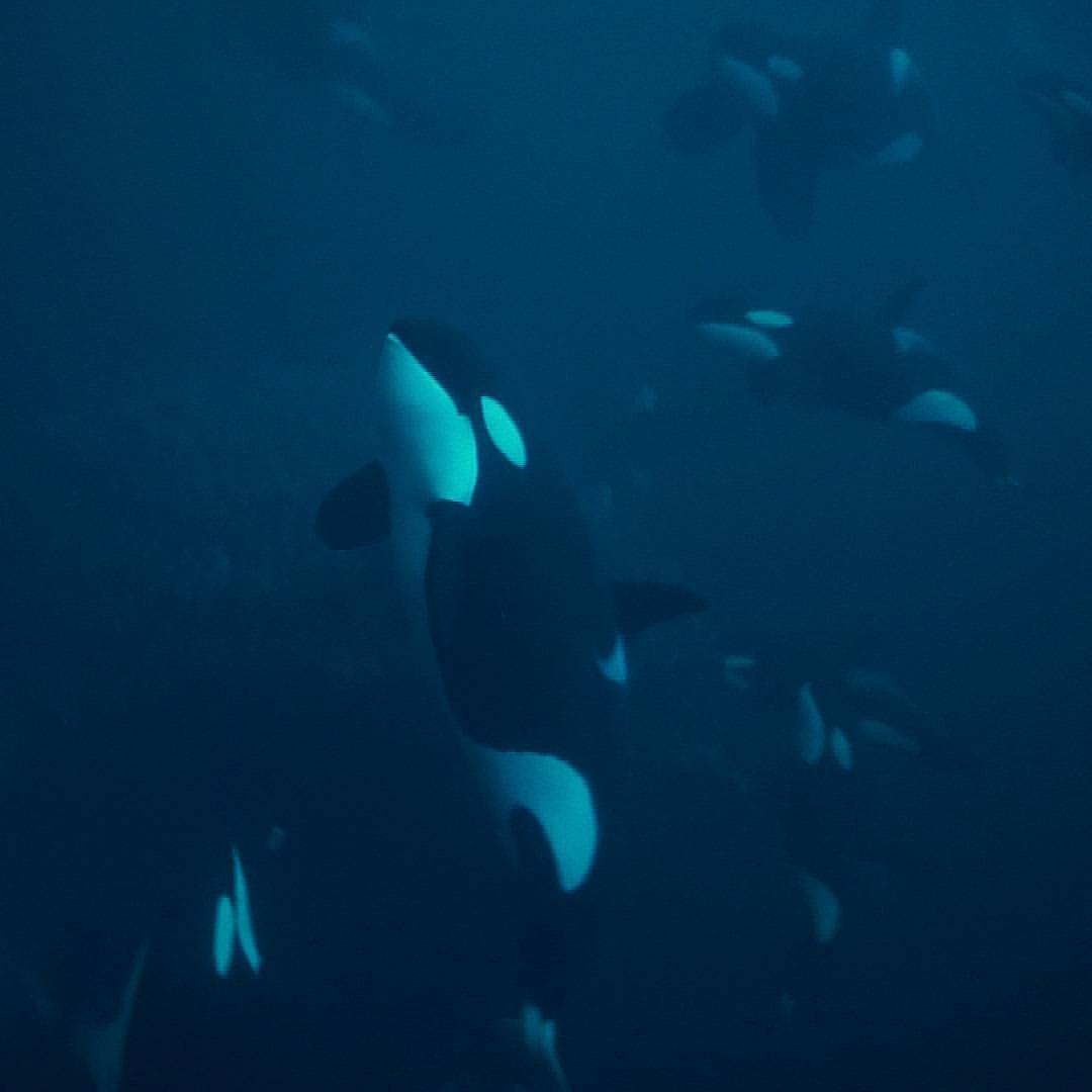 BuceoMX's tweet photo. ¿Por qué tengo la sensación de que cada vez que nado con orcas salvajes, me encuentro con mi gente? ¿Por qué quiero llorar cada vez que tengo que volver al bote?
📷 @orcaman #OrcaExpedition https://t.co/MpnayhvZuC