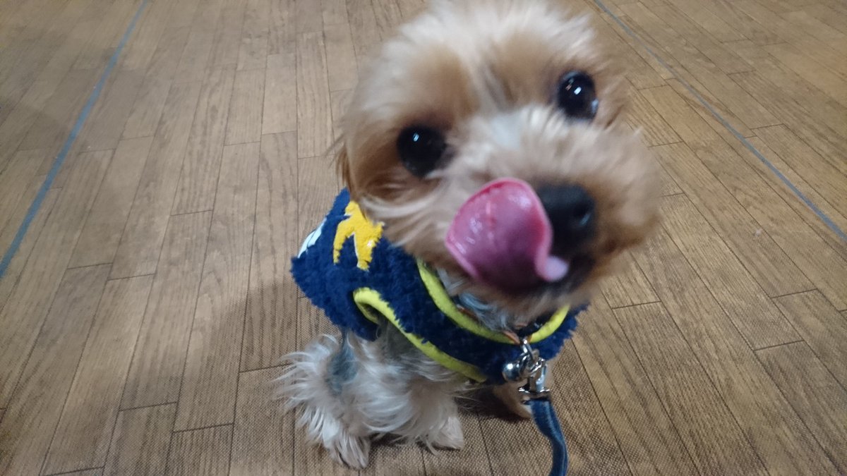 いぬのグループ バウバウ アイラくん ヨークシャーテリア の得意技 が写真撮る瞬間の舌なめずり まるで狙ってるかのようです いぬの幼稚園バウバウ ヨークシャーテリア かわいい写真 ヨーキー シャッターチャンス しつけやトリミング 犬 大阪