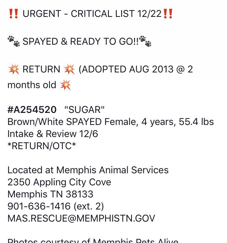 reddogsusie's tweet photo. #TN #MEMPHIS
🆘🆘CRITICAL Angel 4yo girl adopted as a puppy now RETURNED! Very sweet but misses human company! Will blossom out of shelter! Pls #ADOPT #PLEDGE #RESCUE #FOSTER HELP🙏🏻
https://t.co/mWeCyUAveL https://t.co/8AnvokMw8q