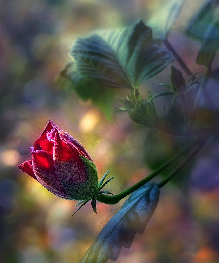 LeadersBest's tweet photo. A flower cannot blossom without
sunshine and man cannot live without love.
- Max Muller 

pic via Suzanne Pardue #Photography
@PardueSuzanne
#LoveMore #FightLess #Bloom #HugDay 
https://t.co/9mbqRxuv4u