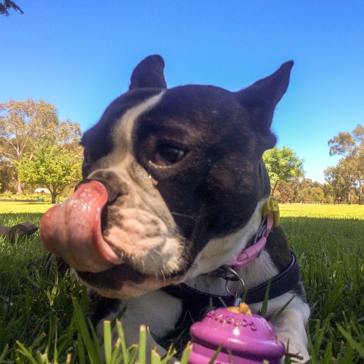 LeakyLucky's tweet photo. @Archiethestaffy @counselor4me @ZoeTheRealPug @Sallypug @BunnyandDog1 @adickerman @thepinesanimals @ruckustheeskie @emilyrosee88 @MissCamiFlage @AdelyneGagne @LUNAbostondog @npshaw @casie190 @lauren_5620 @seb_i1 @LokiHaustier @TheoTheBoston Had a great Xmas playing in the parks thanks 😊 Hope you did too?!! Looking forward to the new celebrations (and food) now!! 👍🏻 Mostly the food!!! 😁 https://t.co/KUIZsWwKD4