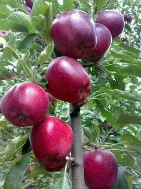 0533243188الوللوالو