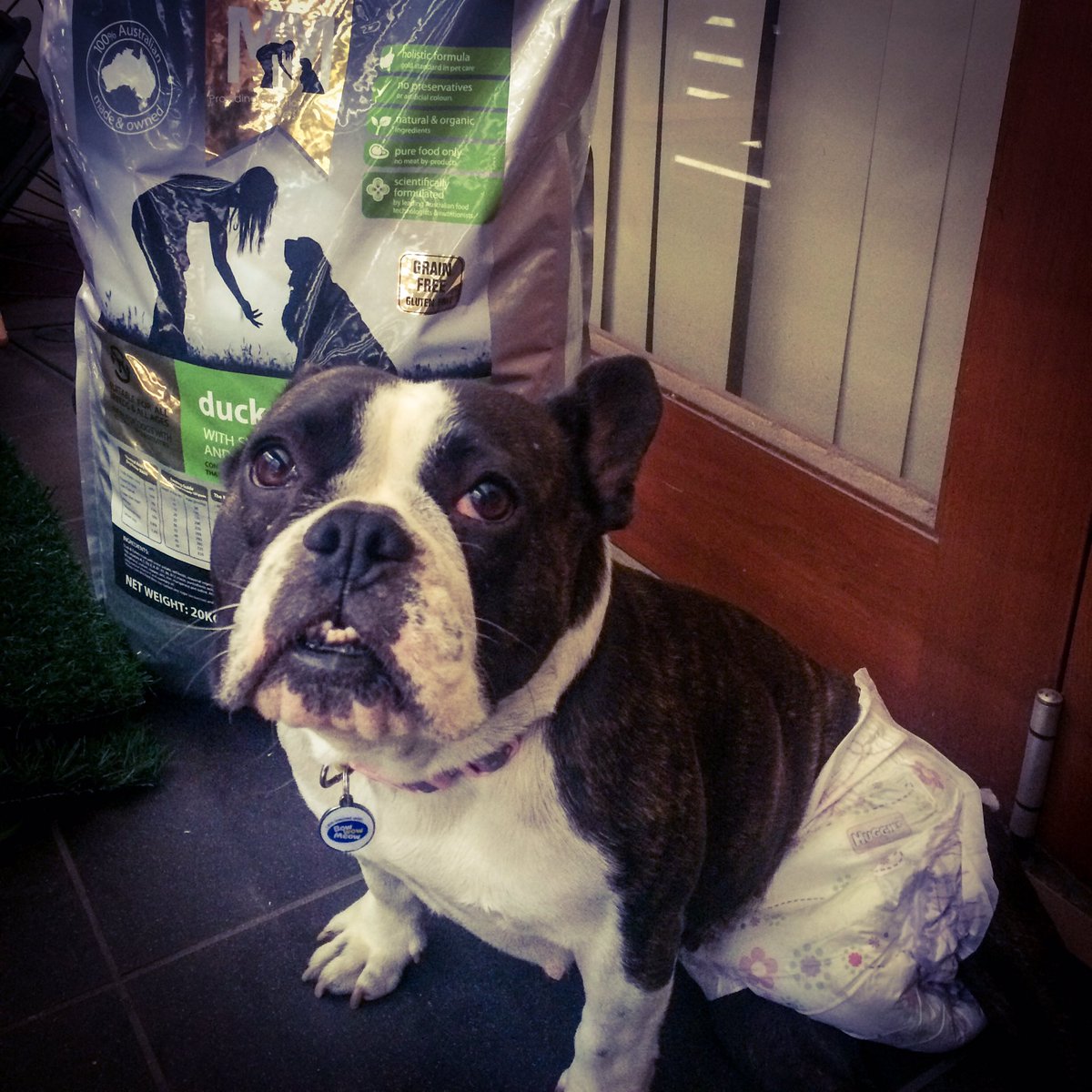 LeakyLucky's tweet photo. This 20kg bag of @mealsformutts is bigger than me!!! I love it so much... I have a shinier coat and my 💩 is much more consistent and pleasant!! Thanks so much #mealsformutts #grainfree https://t.co/6DLWOH7xxg