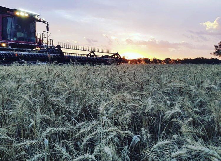 Case IH Australia (@caseihaus) on Twitter photo ***WEEK 3 FINALIST 3***
📷: bourkeharvesting
Round 3 finalists in the #heartofharvest competition have been chosen and it’s now up to you to vote. Just like your favourite photo of the 3 and the pic with the most likes wins. For more details head to our Instagram page <a href="/CaseIHAus/">Case IH Australia</a> ***WEEK 3 FINALIST 3***
📷: bourkeharvesting
Round 3 finalists in the #heartofharvest competition have been chosen and it’s now up to you to vote. Just like your favourite photo of the 3 and the pic with the most likes wins. For more details head to our Instagram page <a href="/CaseIHAus/">Case IH Australia</a>