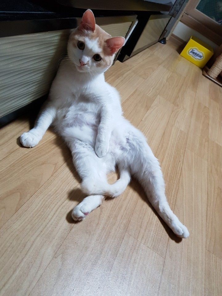 내 포즈 어떠냥?

오늘 하루 힘들었다웅~
ㅋㅋ님 제보감사합니다 :)