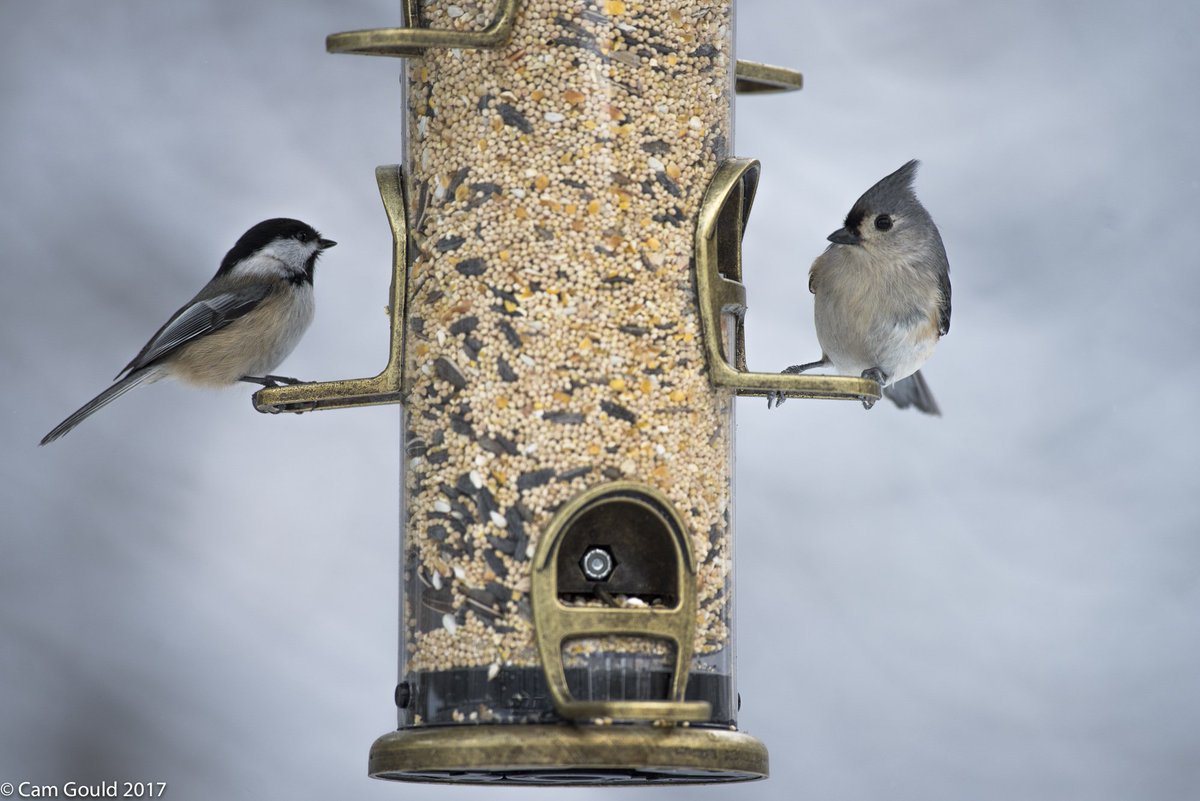 Fondness4Nature's tweet photo. A chickadee and tufted titmouse enjoying their Christmas present and trying to eat enough to stay warm. 

#animals #wildlife #backyard #birds #staywarm #wellfed https://t.co/aWbkAGUc3i