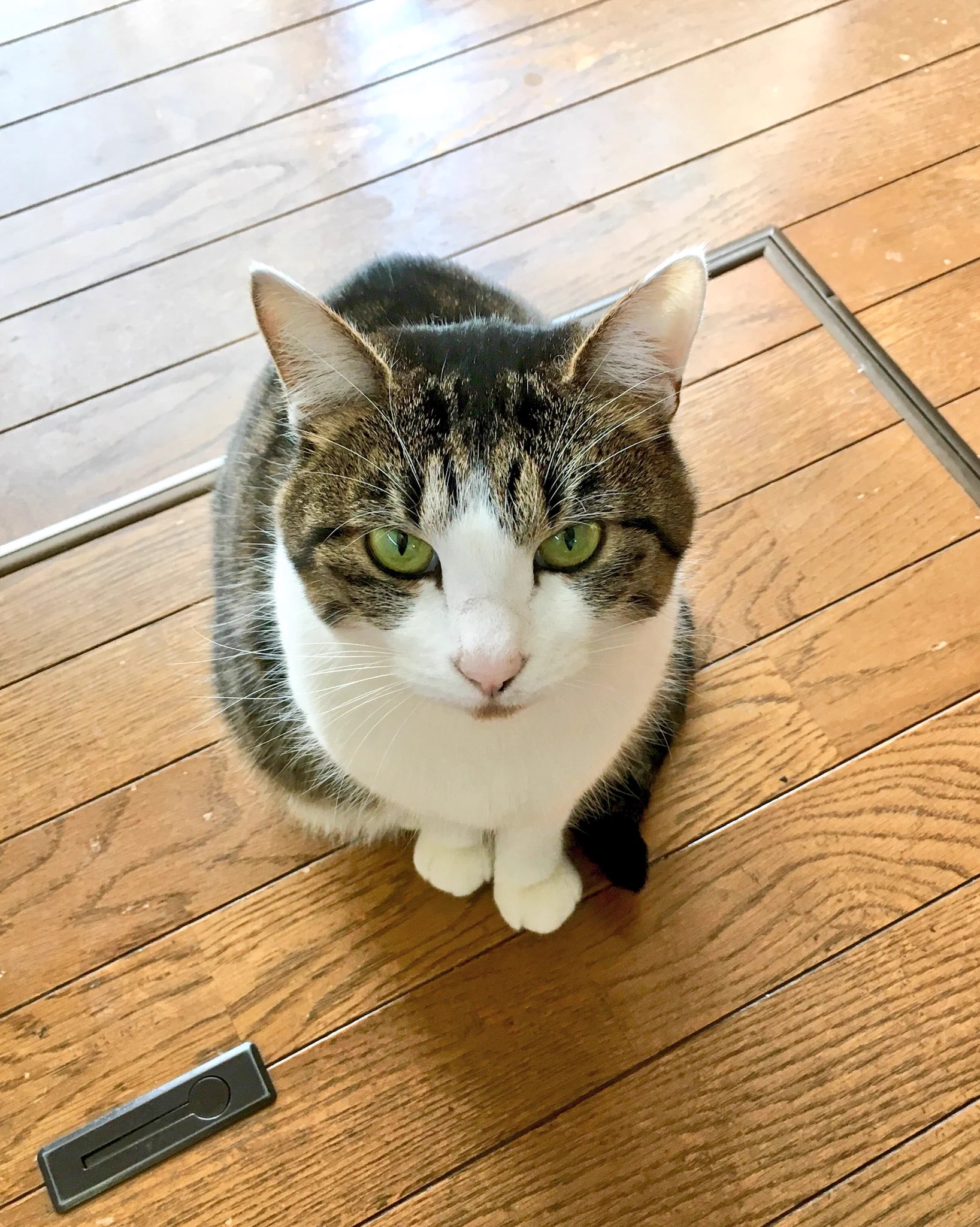 期待の眼差しｗ「ちゅ～る」はスティック状のものを猫に察知させるマジックアイテムｗ