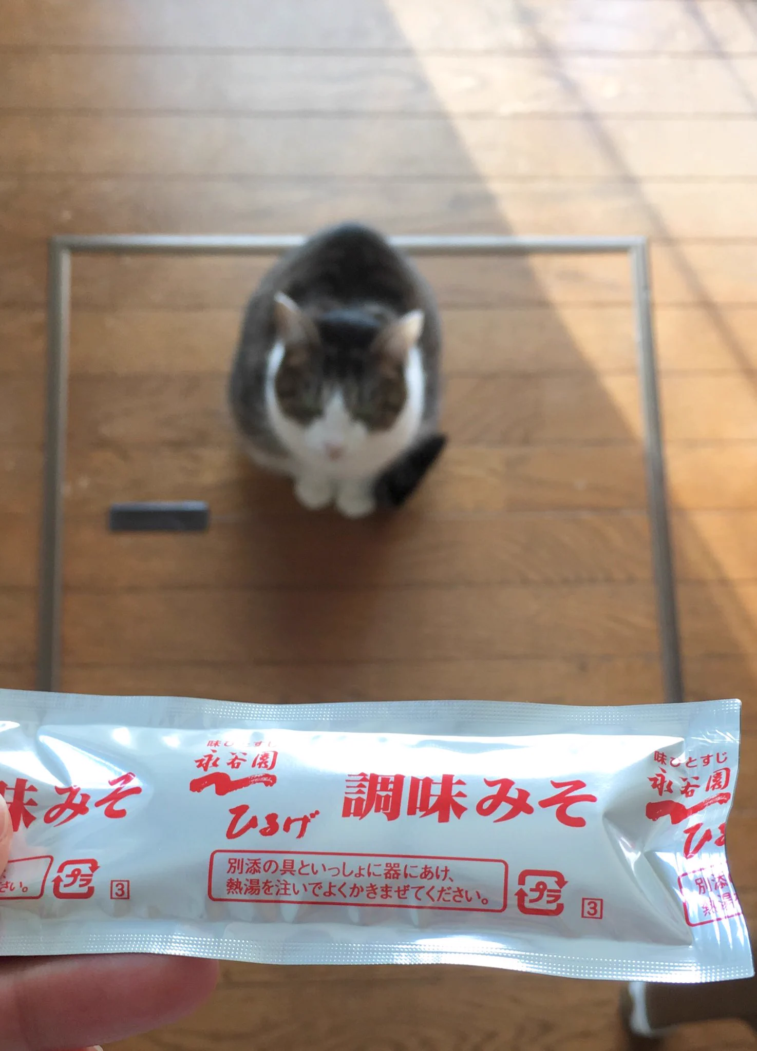 期待の眼差しｗ「ちゅ～る」はスティック状のものを猫に察知させるマジックアイテムｗ