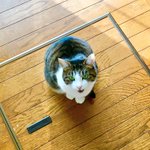期待の眼差しｗ「ちゅ～る」はスティック状のものを猫に察知させるマジックアイテムｗ