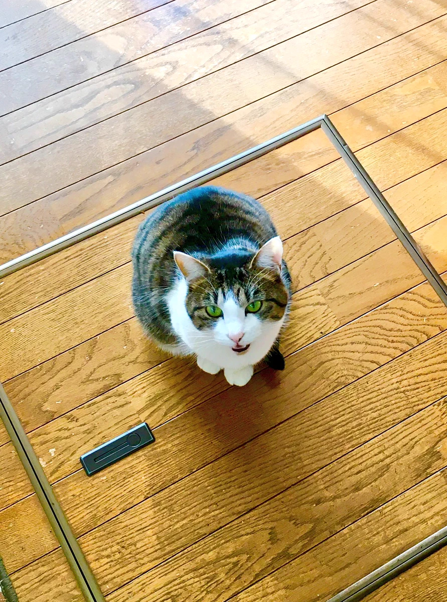 期待の眼差しｗ「ちゅ～る」はスティック状のものを猫に察知させるマジックアイテムｗ