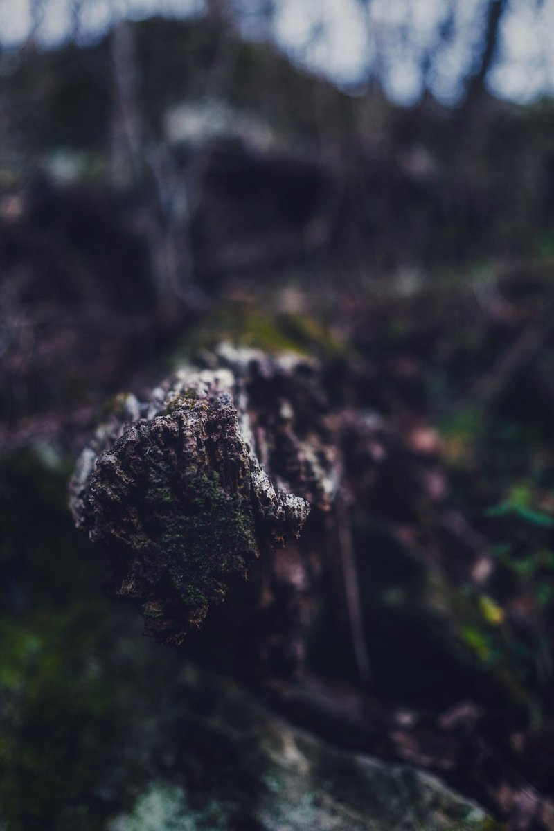 theanjash's tweet photo. Looks like a microphone 🎤 // what do you have to say??
.
.
.
.
.
#gooutside #liveoutdoors #exploremore #ozarkslife #nationalparksusa #pruitt #arkansas #buffaloriver #moodygramz #mossinaround #canonphoto #justgoshoot #lifeofadventure #ashiarlaimage #onmygrind #inmygrace https://t.co/jodDzE77FL