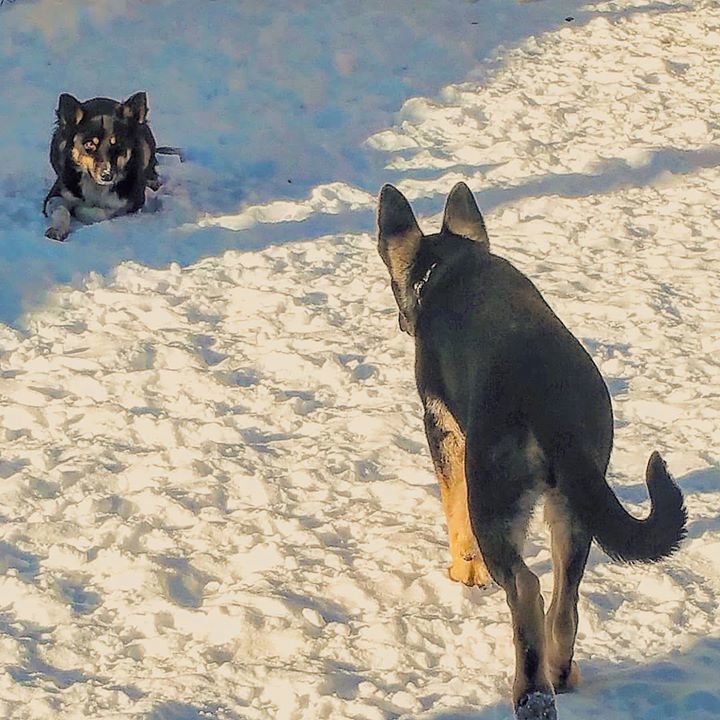 PattiKlumpp's tweet image. Mary Jane was testing out her "stalking" abilities on Miss Eliza.... #bordercollie #germanshepherd #stalkingpuppies #dogsofinstagram #snowdogs #k9kidsclub #dogdaycareisthebest ift.tt/2pME1ms ift.tt/2h923Ut