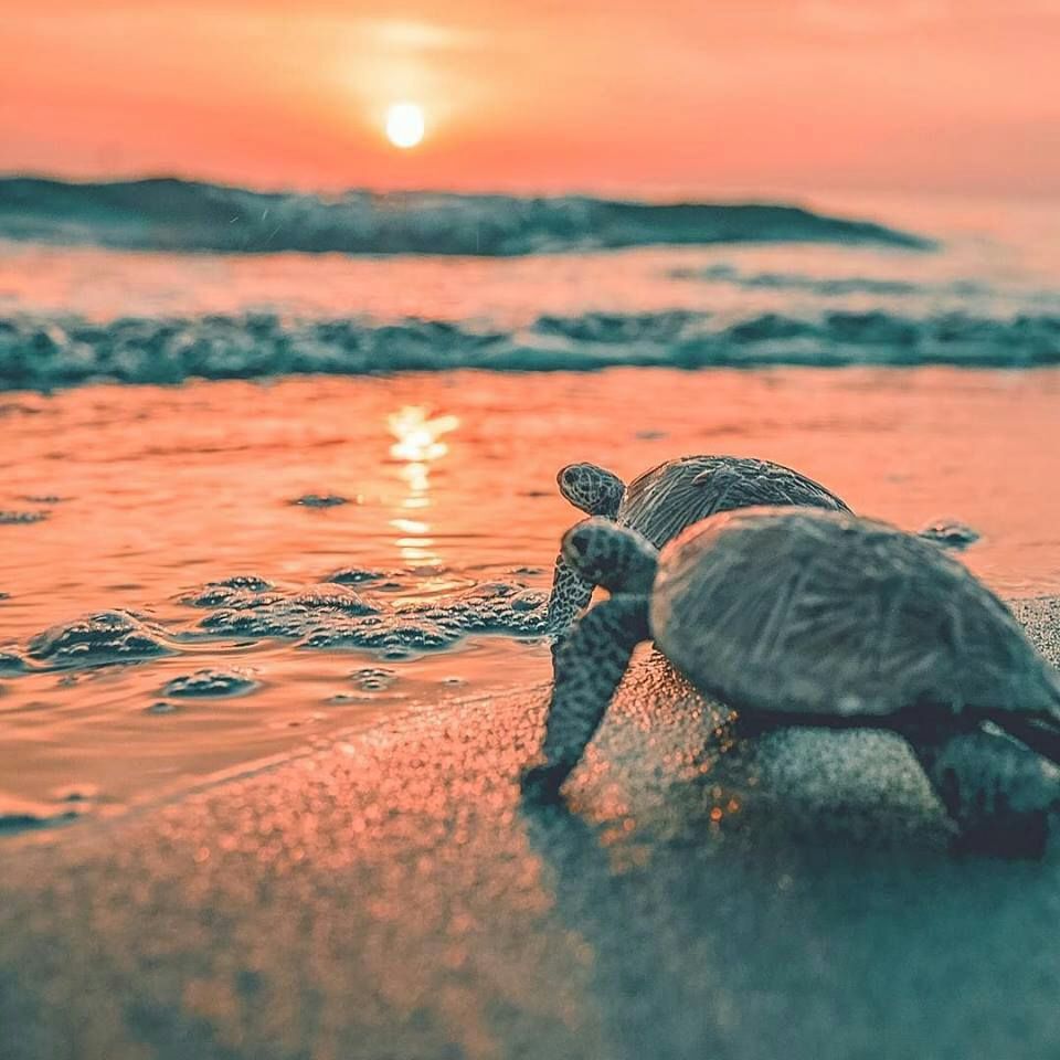 TWD_Lostie's tweet photo. Watching the sunset with your best friend like 😊🌅🐢
#trutle #besties #sunsetbeach https://t.co/vjgyp5Nldl