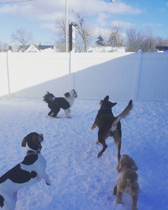 PattiKlumpp's tweet image. Catch it!!! Featuring: Yoshi, Taz, BB, & Gabe 🐶📷❄⚾ #catch #dogsofinstagram #k9kidsclub #dogdaycareisthebest #dogsatplay ift.tt/2C0ST6j ift.tt/2h923Ut