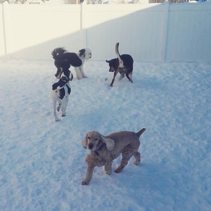 PattiKlumpp's tweet image. And.... no one caught it lol Gabe was like, I'm out! #dogdaycareisthebest #k9kidsclub #dogsatplay #snowdogs ift.tt/2Ch4USd ift.tt/2h923Ut