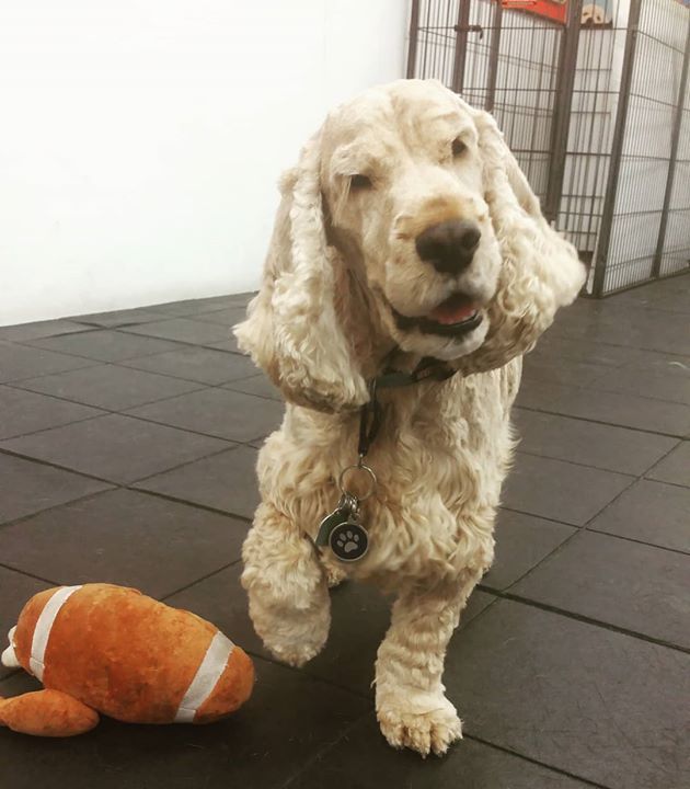 PattiKlumpp's tweet image. Me: Gabe, whats up pup? You look pretty happy
Gabe: I made it SQUEAK!!!!!!
#stuffietime #dogsofinstagram #k9kidsclub #dogdaycareisthebest #squeakytoys #cockerspaniel #toytime ift.tt/2h923Ut