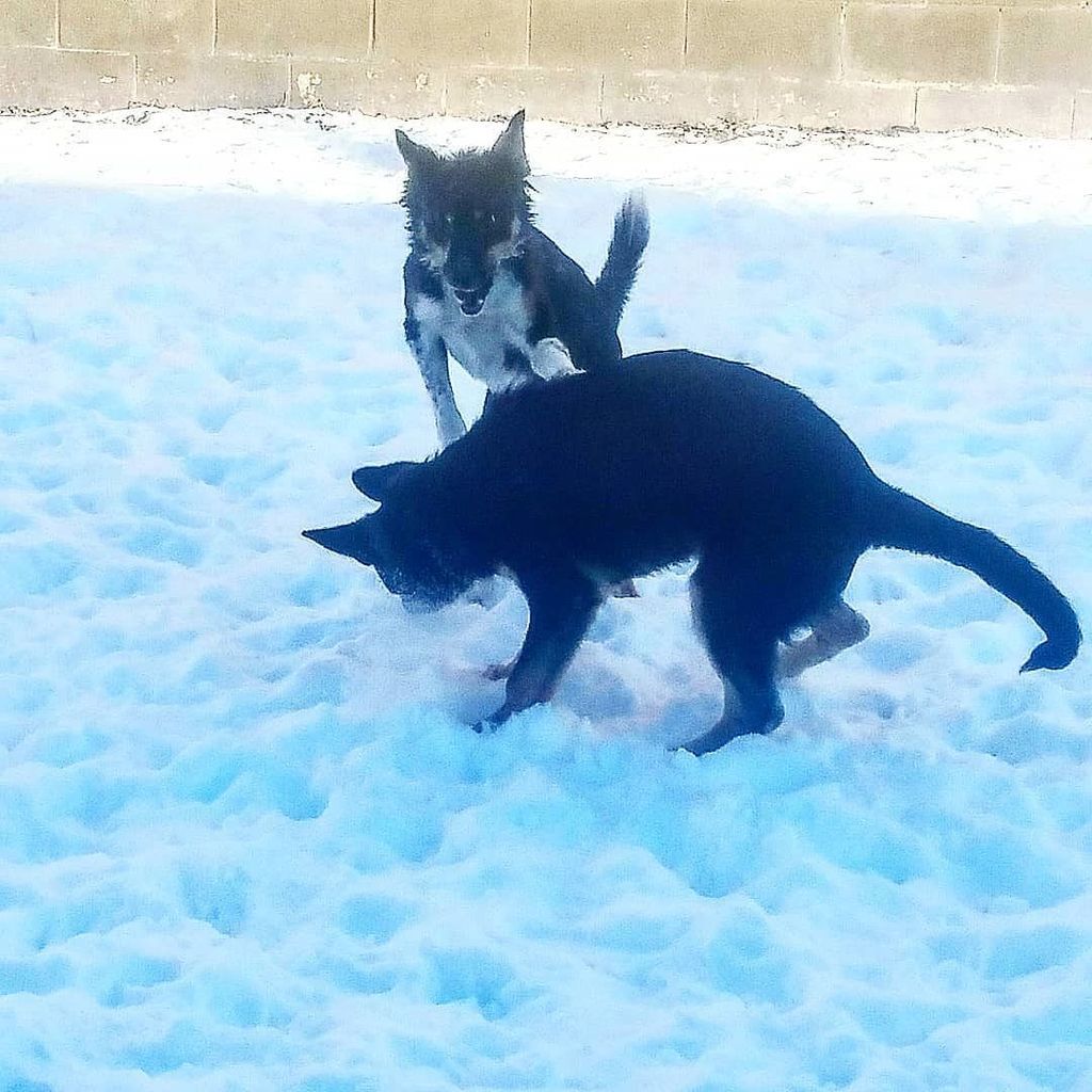 PattiKlumpp's tweet image. These two crazy pups
#dogsofinstagram
#dogdaycareisthebest #k9kidsclub #snowdogs #bordercollie #germanshepherd ift.tt/2liXGok