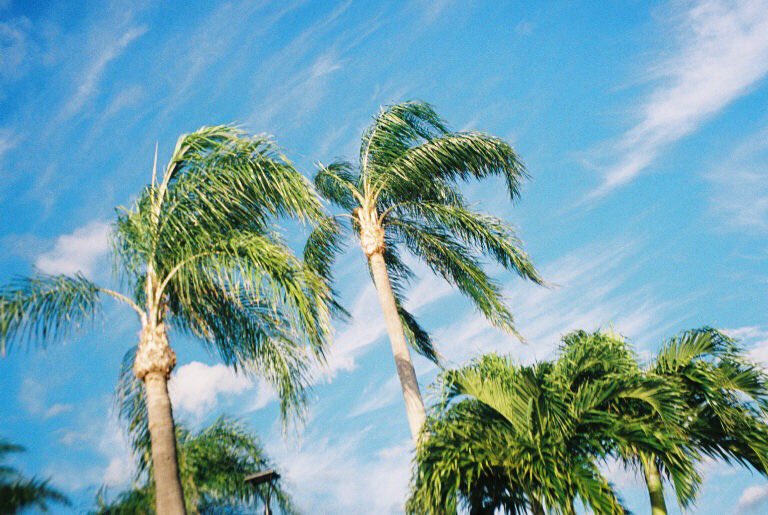 dezzybechatin_'s tweet photo. OMG HERES AN EARLY TBT OF SOME PHOTOS I GOT DEVELOPED FROM MIAMI THAT I CANT WAIT TO SHOW OFF BUT U GUYS GET A SNEAK PEEP CAUSE I LOVE TWITTER ❤️ https://t.co/kV3cqXw9jf