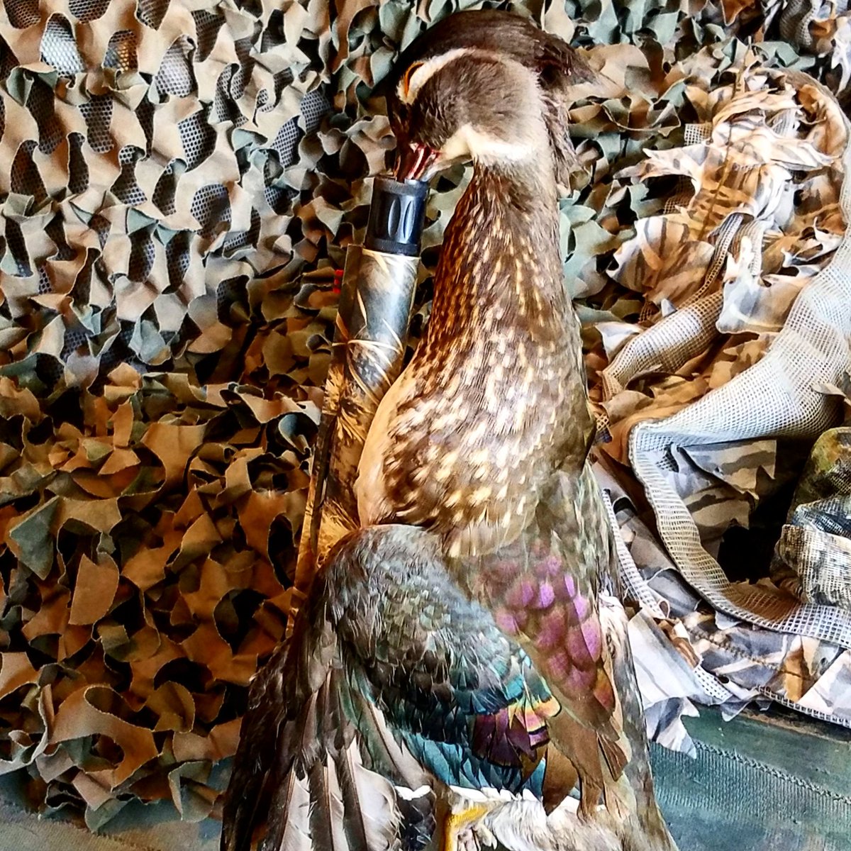 RussellKnaub3's tweet photo. Love the way wood ducks look. And especially the way they taste! #woodduckseason #woodduck #carlsonschoketubes #theshooterschoice #remingtonammo #M3500 #duckhunting #hunting #waterfowl #picoftheday #camo #Stoeger #hardcoredecoy #Cabelas #floridahunting #florida #huntingseason https://t.co/idDA8KtV4L