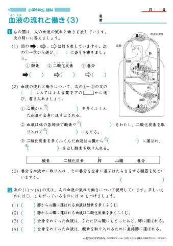 O Xrhsths ちびむすドリル Sto Twitter 作成 公開しました 小学6年生理科の問題プリント3セット 各4枚 公開しました 呼吸の働き 4枚 T Co Lrpskz8qji 体内に酸素が取り入れられ 体外に二酸化炭素などが出されていることや そのはたらきを O Xrhsths ちびむすドリル Sto Twitter 作成 公開しました 小学6年生理科の問題プリント3セット 各4枚 公開しました 呼吸の働き 4枚 T Co Lrpskz8qji 体内に酸素が取り入れられ 体外に二酸化炭素などが出されていることや そのはたらきを