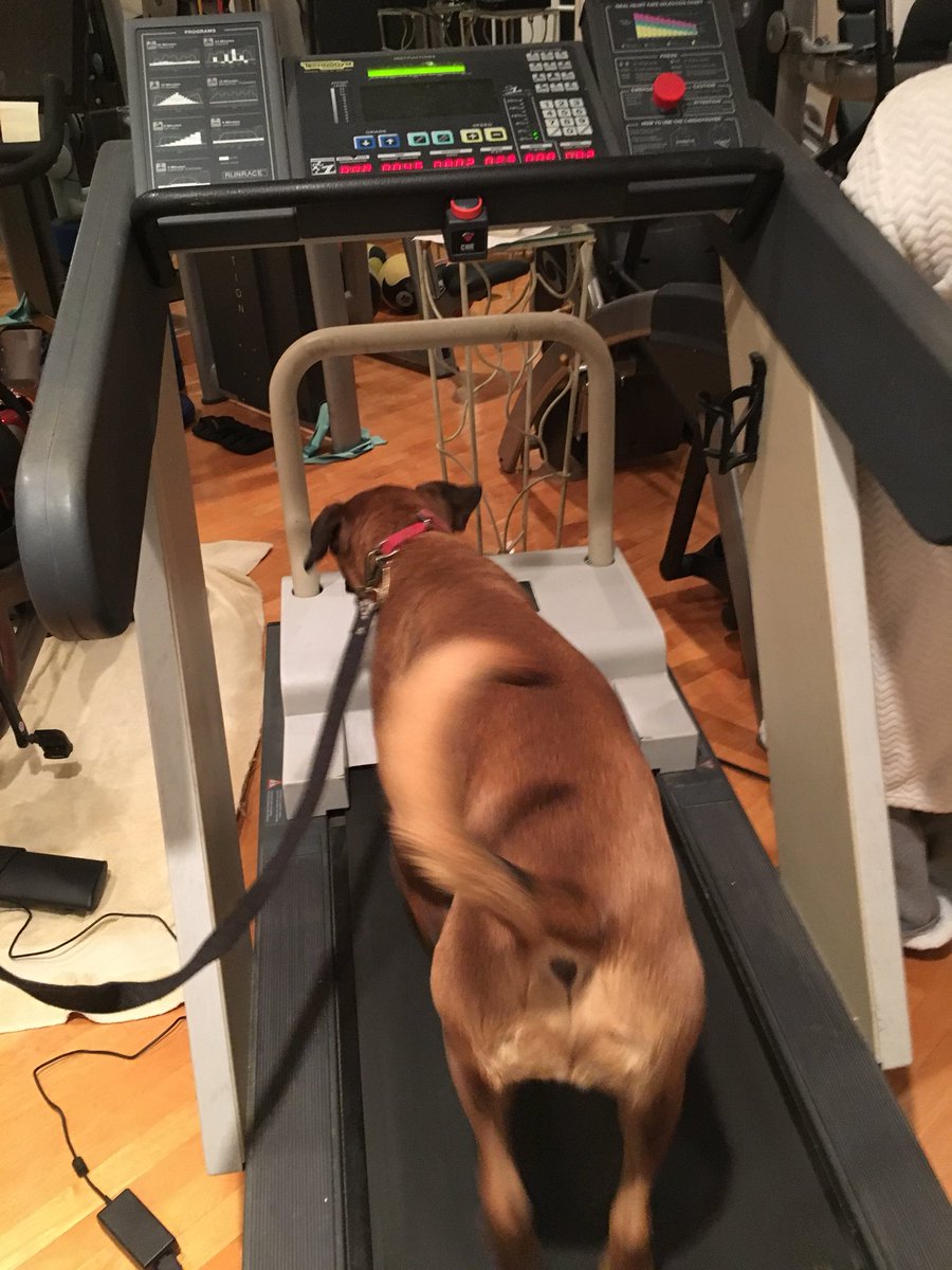SerranoWine's tweet photo. When we spend so much time at the winery that it’s dark before we can run around with Sam, he gets a treadmill workout! #VineyardDogSam #workoutdog https://t.co/LEQEOuTtO5