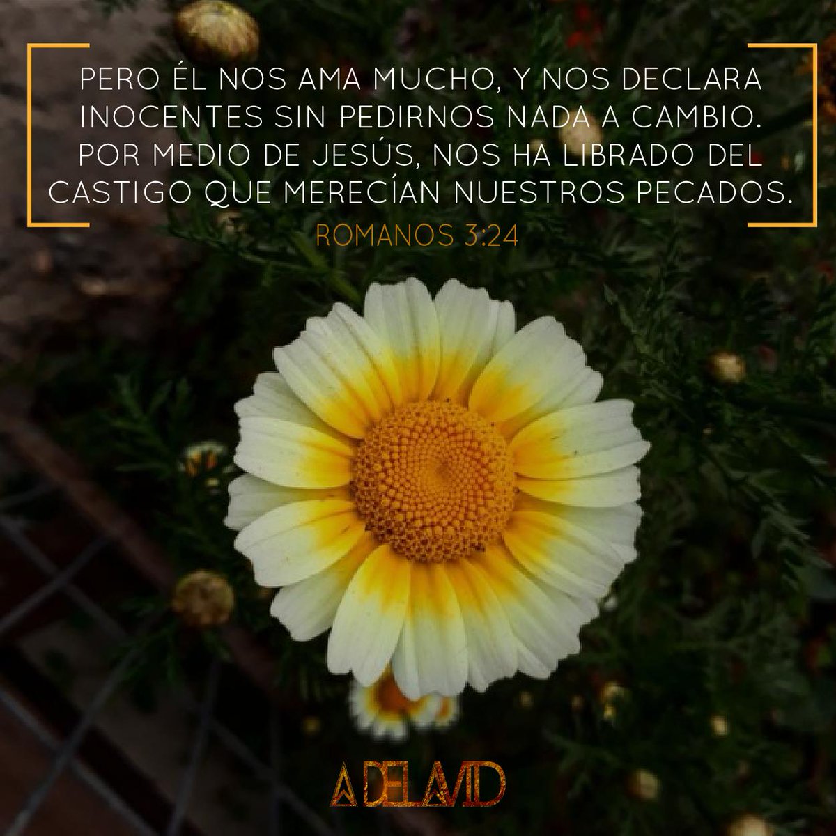 delavidofficial's tweet photo. Amazing Grace, How Sweet The Sound :notes:
#VersiculoDelDia 
Romanos 3:24 (TLA)

#GOD #DJ #PRODUCER #MUSIC #VERSE #VERSICLE #BIBLE #BIBLIA #DIOS #CHURCH #DELAVID #PRODUCTOR #VERSEOFTHEDAY #RelevantChurch #Relevant https://t.co/2xfQ3ChXRx