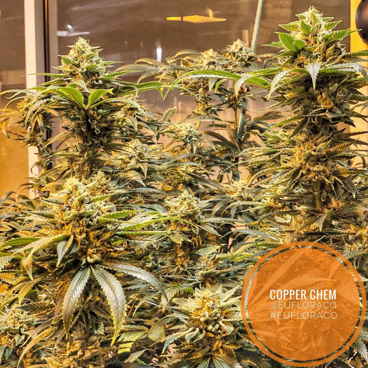 EufloraCO's tweet photo. It’s so #Dank we had to post about this #strain again 🔥🔥🔥 Stop by #Euflora’s #3dcannabiscenter in #Denver #Colorado to see this #bud flowering right in front of your eyes 👀👀👀 #CopperChem is a wonderful #Pheno of #Chem4 x #Stardawg https://t.co/mdz0RaS8eW