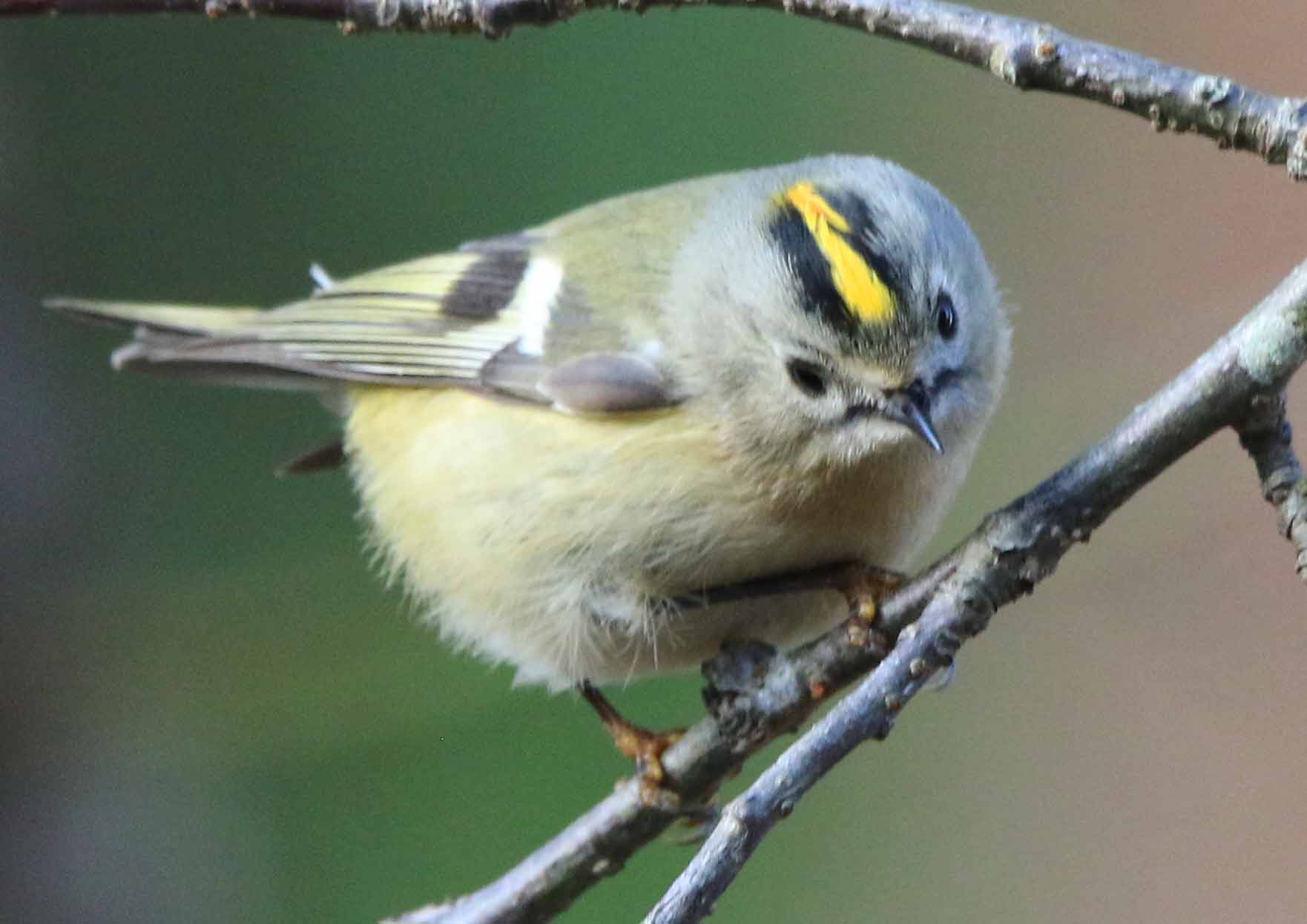 片柳弘史 日本最小の鳥 キクイタダキ 名前は 頭の上に菊の花びらのような黄色い模様があることに由来しています ヨーロッパではこの部分を王冠に見立て この鳥を 鳥の王 と呼んでいるそうです 8 T Co Cseu8rpvzd Twitter