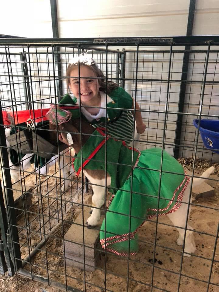 SACSGoatBarn's tweet photo. SACSGoatBarn Ugly Sweater Contest! @SACSGoatBarn @sacs_lions https://t.co/SARMrgl2ym