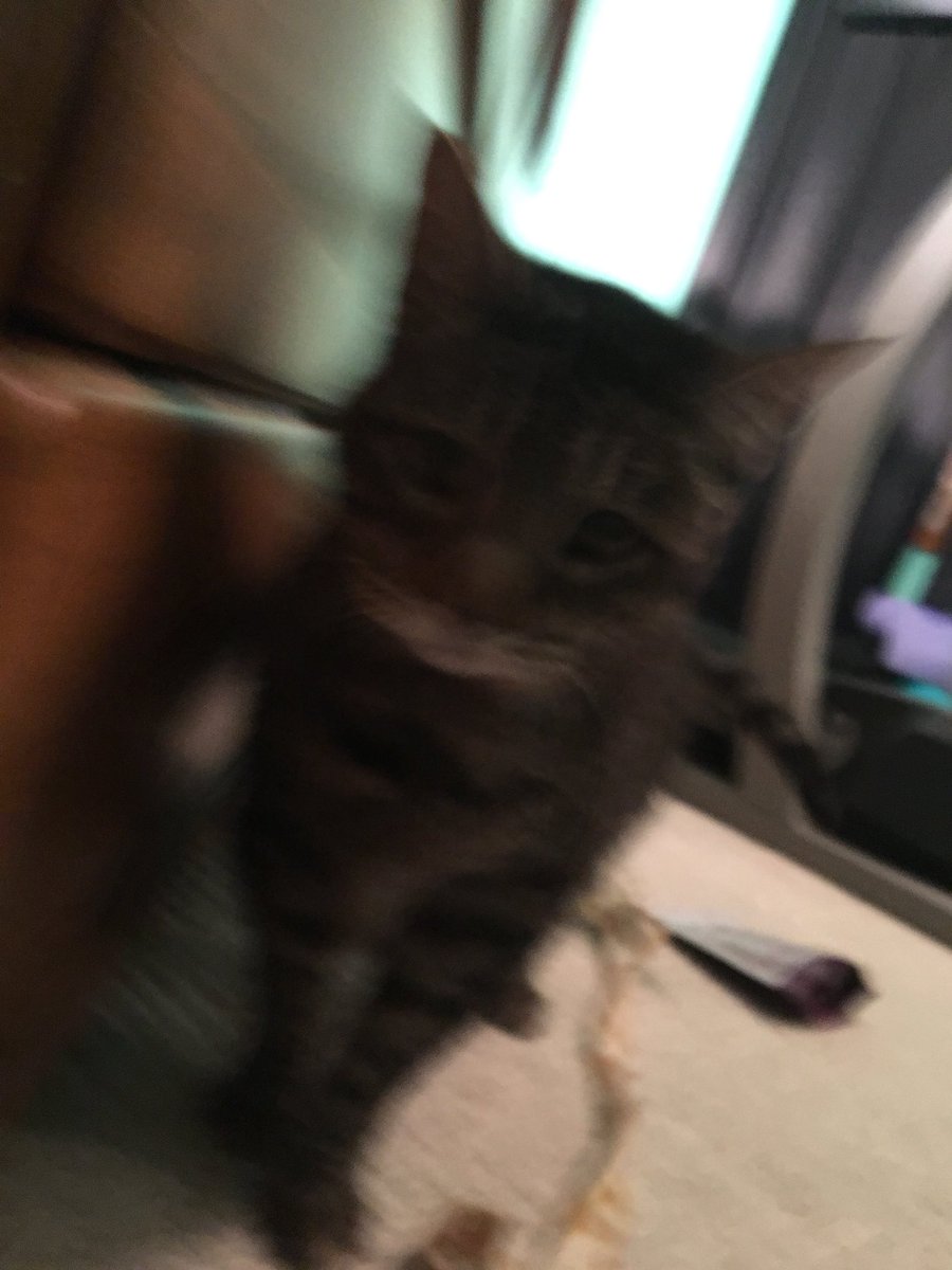 TboneThePhatCat's tweet photo. When the catnip hits ya https://t.co/g8dE7xmJ4w