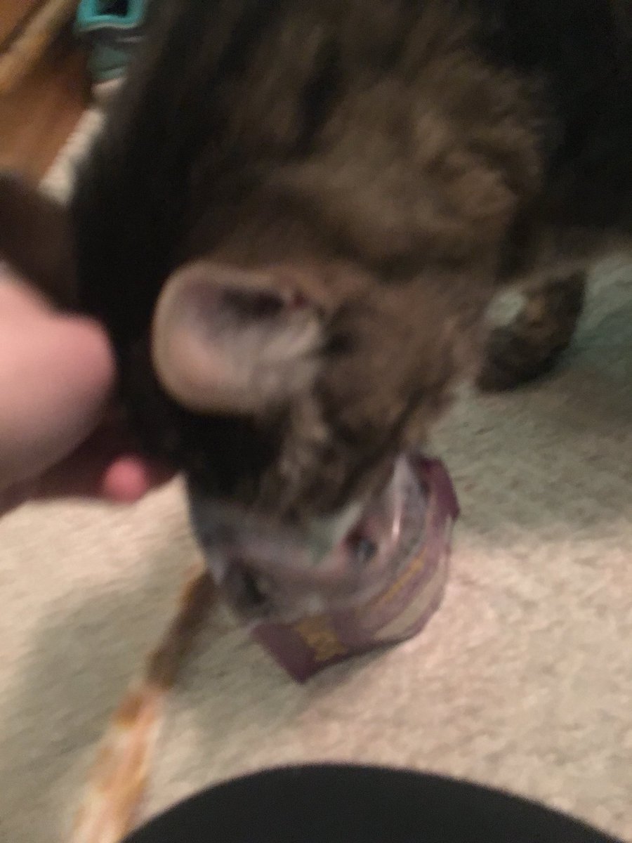 TboneThePhatCat's tweet photo. When the catnip hits ya https://t.co/g8dE7xmJ4w