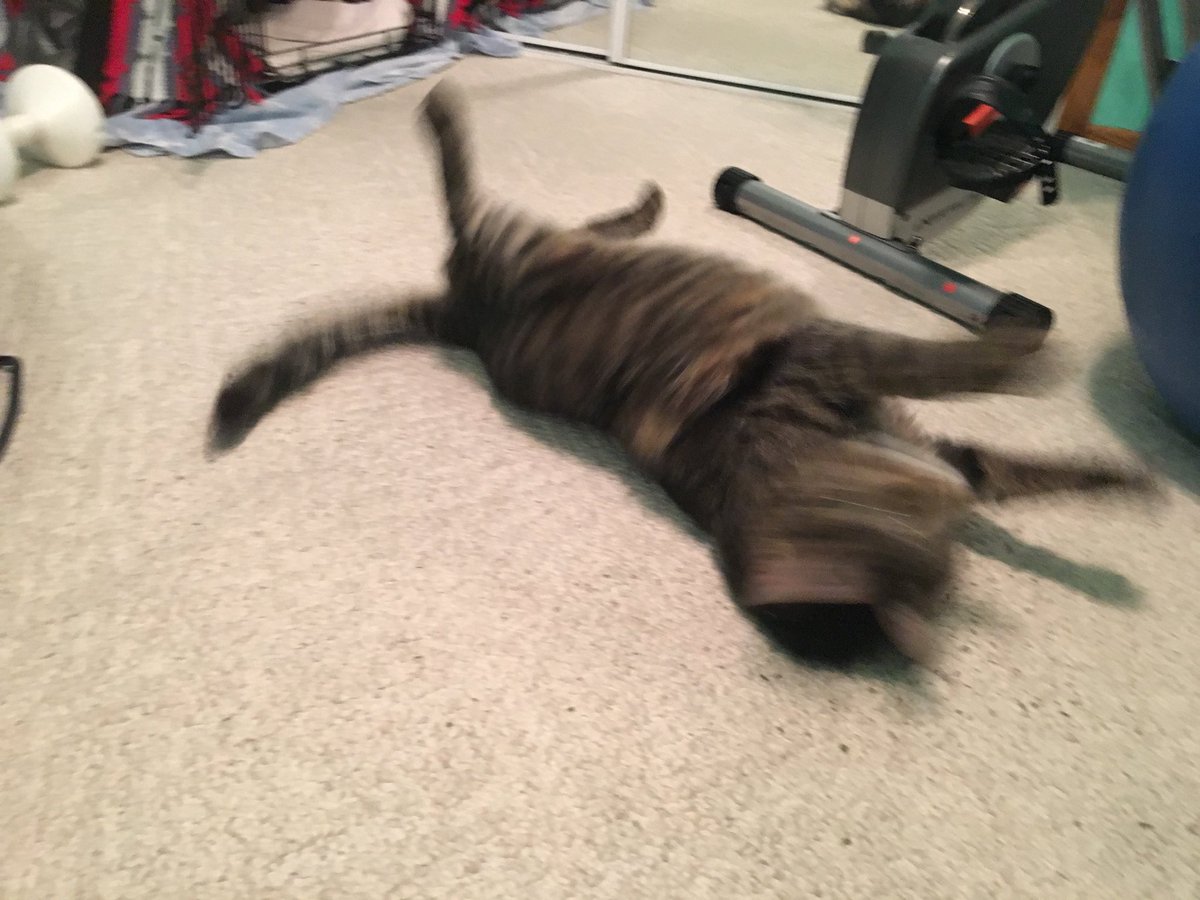 TboneThePhatCat's tweet photo. When the catnip hits ya https://t.co/g8dE7xmJ4w