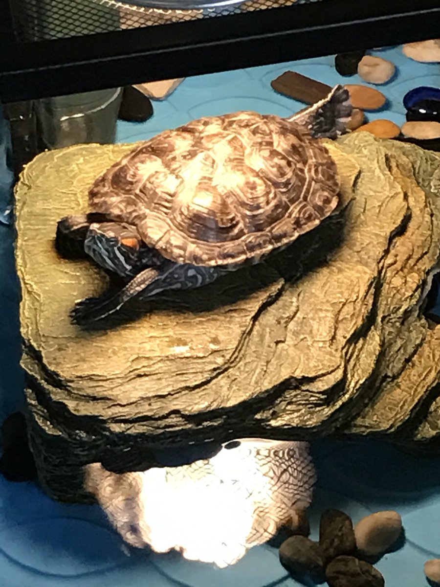 vincelfk's tweet photo. If you can’t understand that Turtle is my SON and I LOVE him and he has a FANTASTIC name, then get out of my face! https://t.co/Jwd06L9WNR